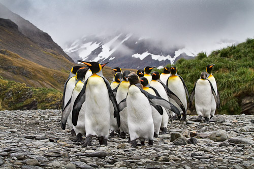 Antarctica, S. Georgia, Falklands