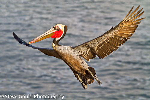 North American Wildlife